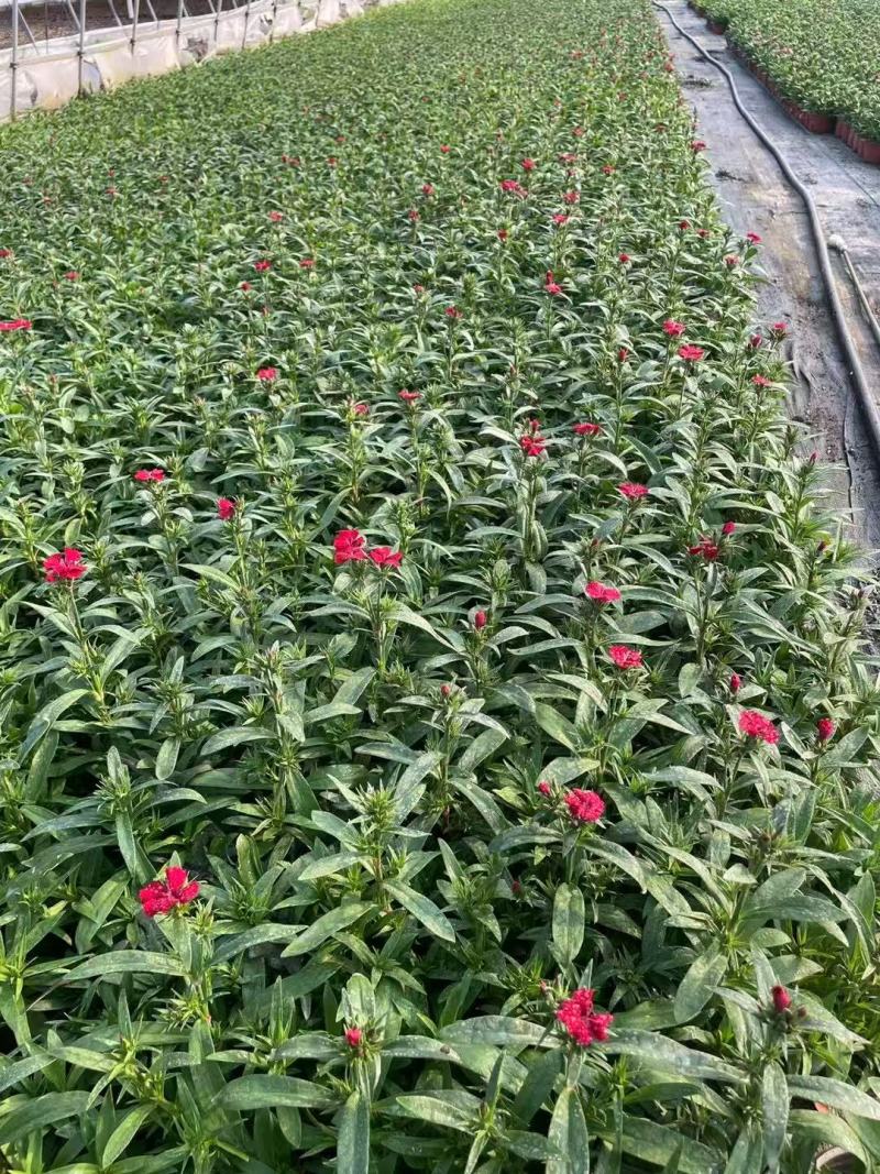 120杯常夏石竹品质保证基地直发