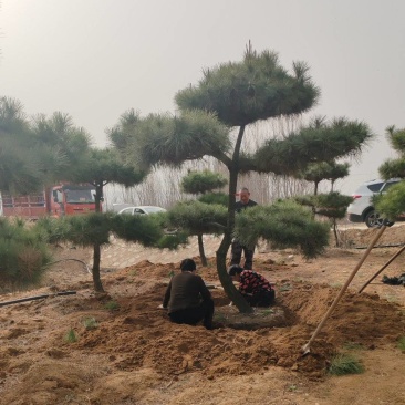 造型黑松，便宜处理棵棵带弯