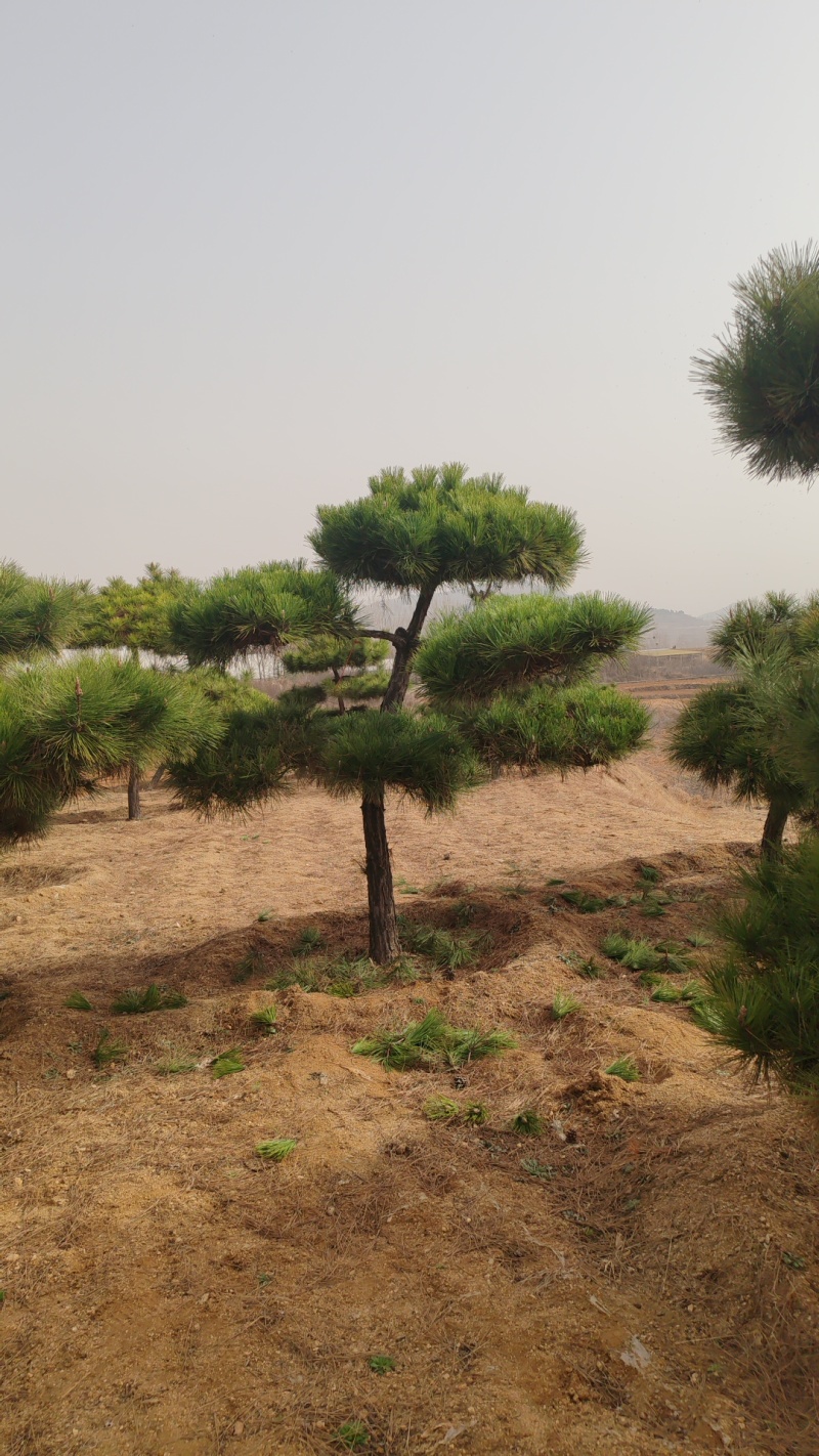 造型黑松，便宜处理棵棵带弯