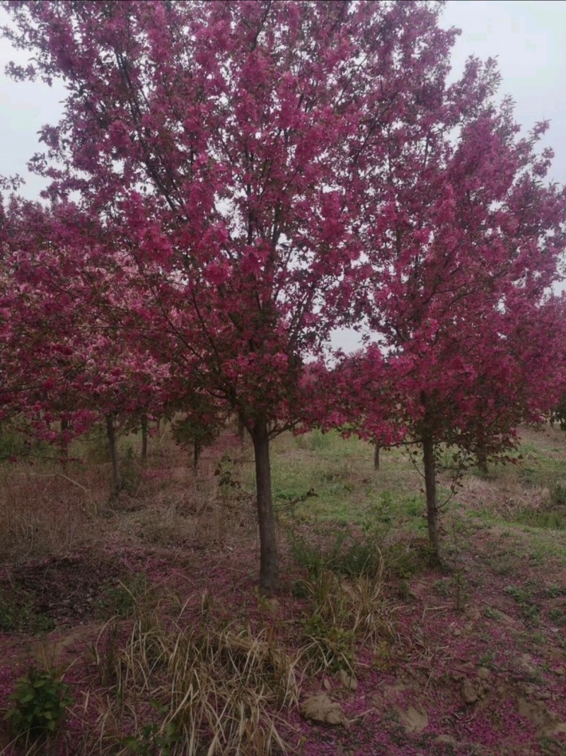 苗圃大量出售北美海棠4-12公分