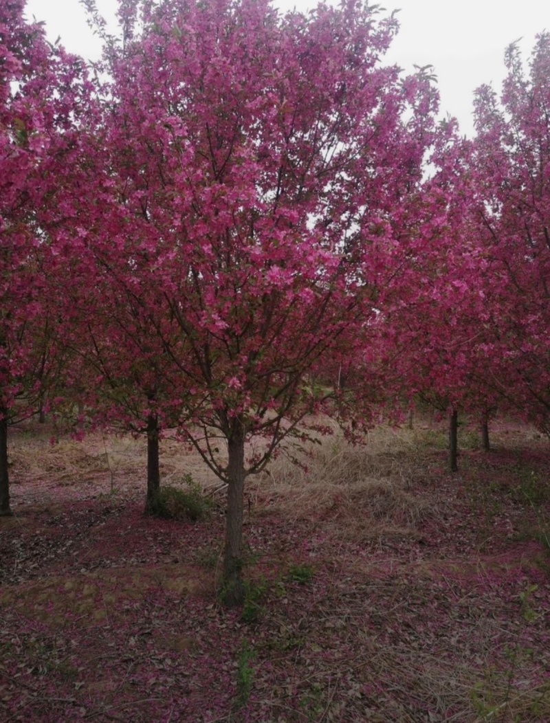 苗圃大量出售北美海棠4-12公分