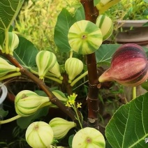无花果树苗彩虹无花果苗波及红品种苗批发零售