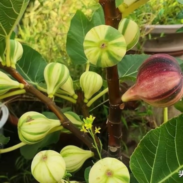 无花果树苗彩虹无花果苗波及红品种苗批发零售