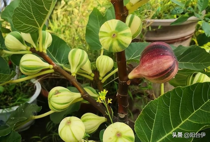 无花果树苗彩虹无花果苗波及红品种苗批发零售