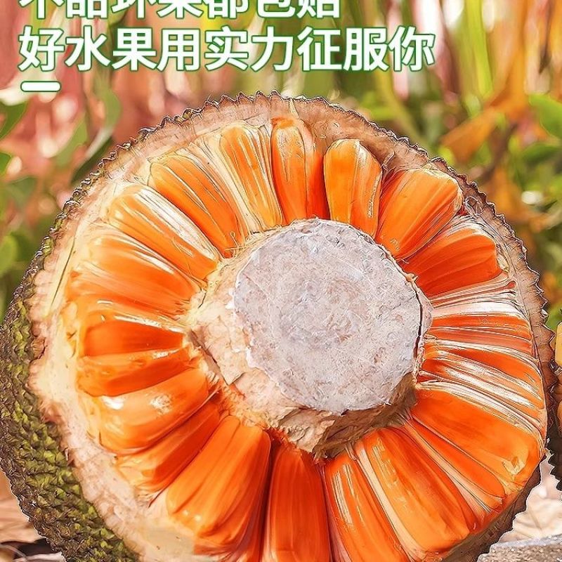 海南红肉菠萝蜜8-20斤一整个红心泰八波罗蜜当季新鲜水果