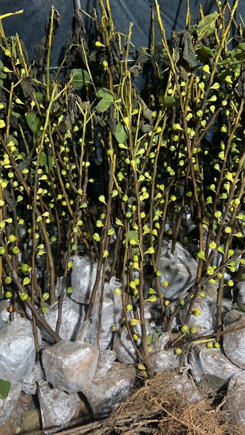 无花果树苗彩虹无花果苗波及红品种苗批发零售