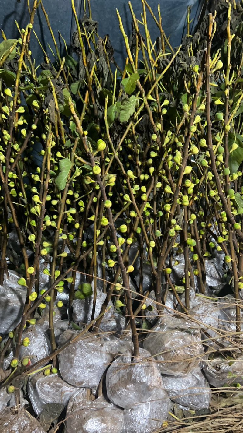 无花果树苗彩虹无花果苗波及红品种苗批发零售