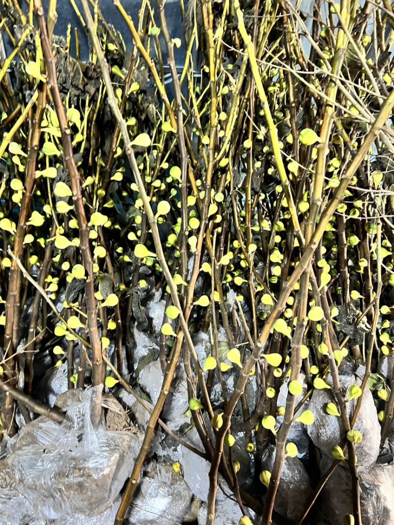 无花果树苗彩虹无花果苗波及红品种苗批发零售