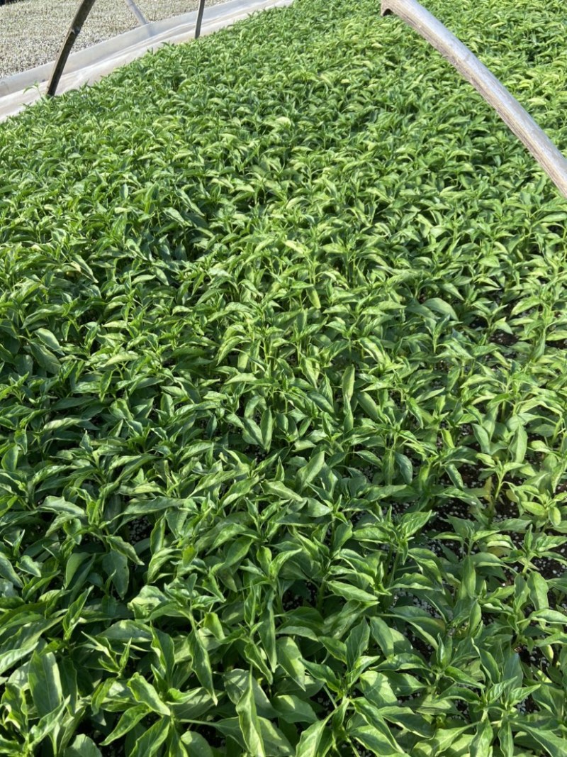 辣椒苗，精品辣椒苗，厂家直供，货源充足，质量保证，