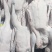 黑粽鹅