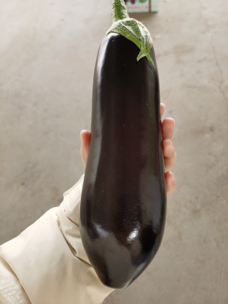 出口高品质茄子