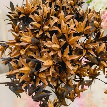 大量野香椿花预售出售一年一季过时不候