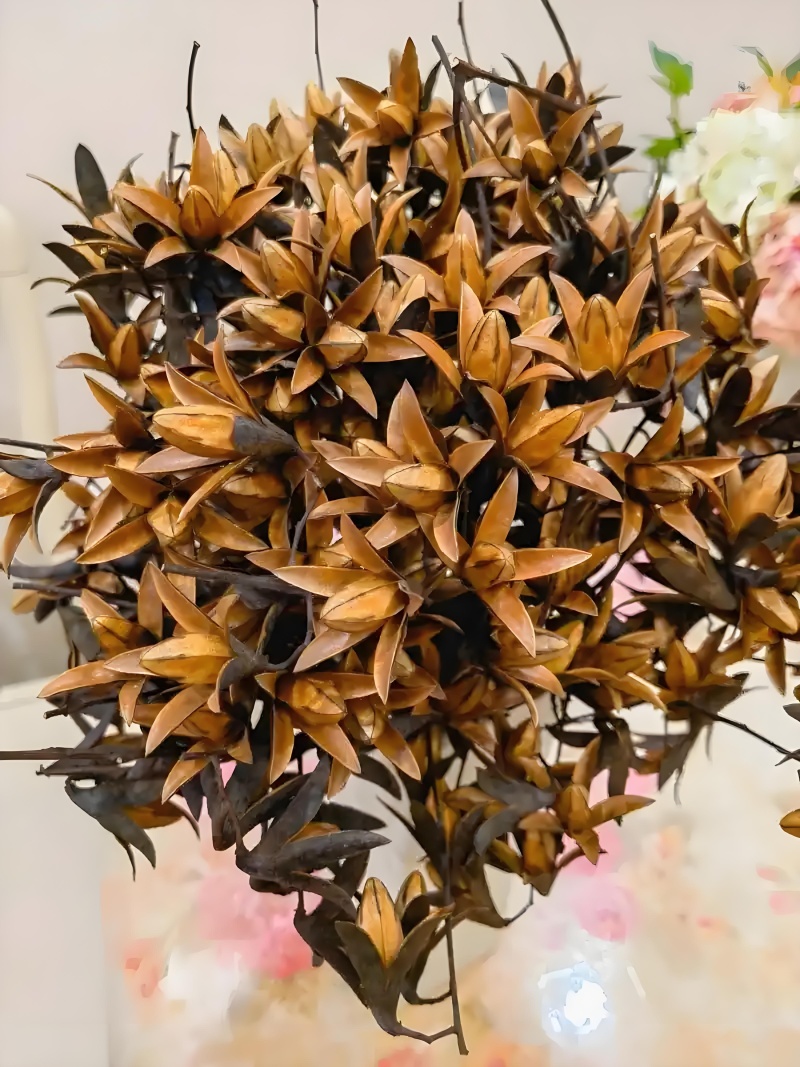 大量野香椿花预售出售一年一季过时不候