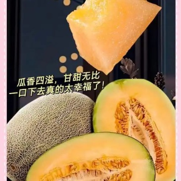 山东莘县绿哈密瓜，小蜜25，产地直采代发全国，大量有货