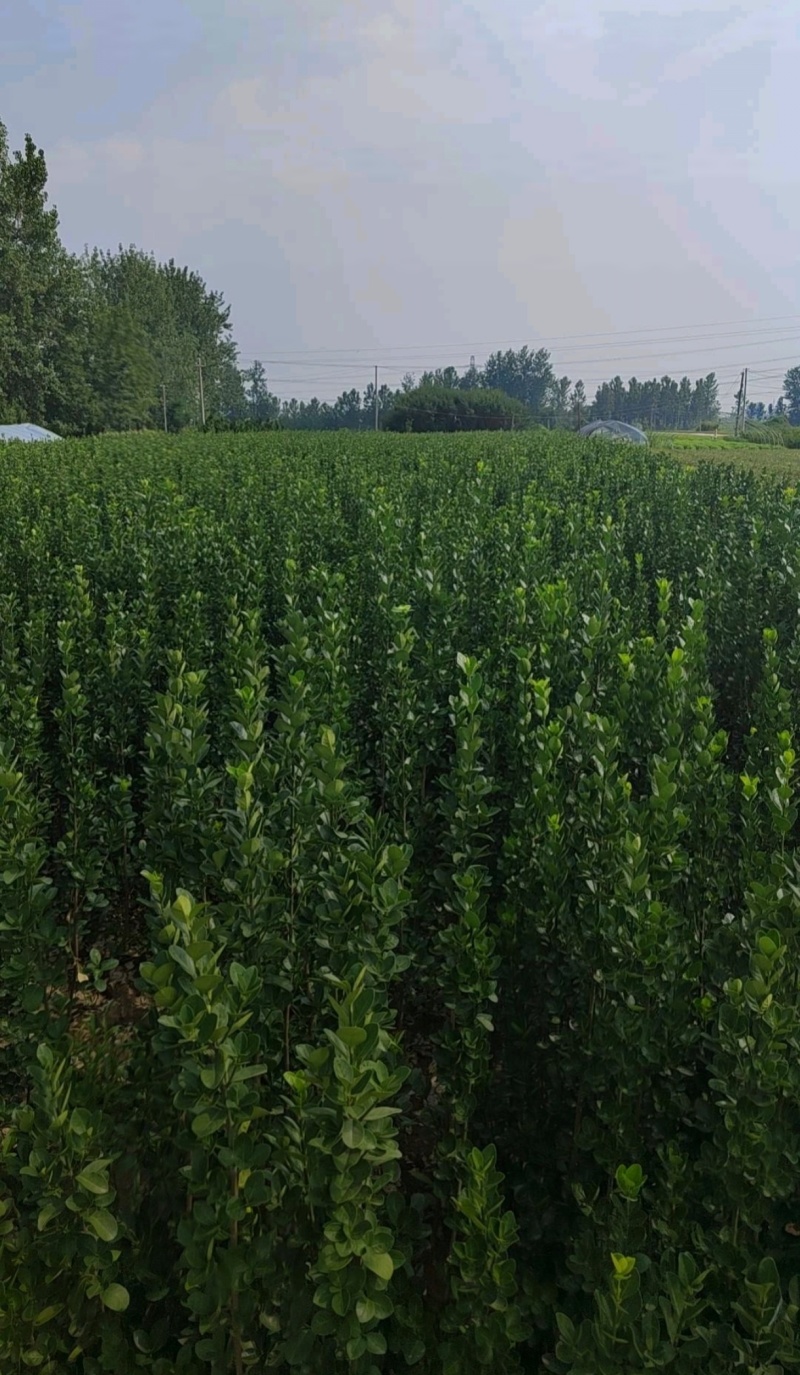 苗圃大量出售高50-3米北海道黄杨，货源充足