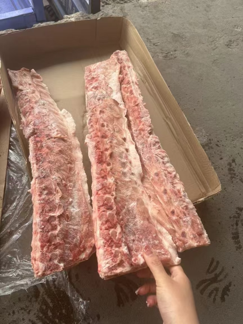 猪背骨