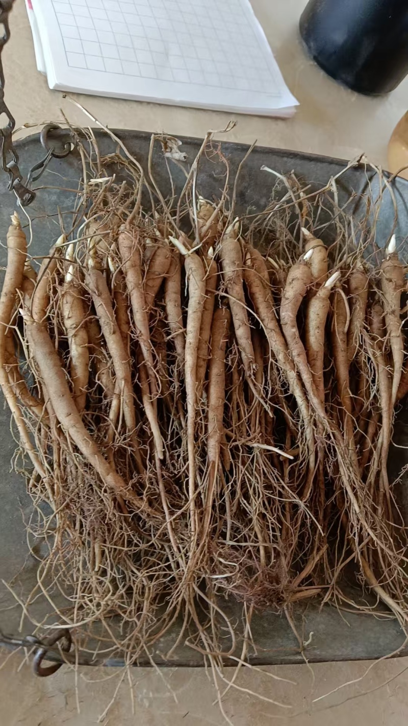 芍药苗赤芍苗产地直发品质保障一手货源技术支持