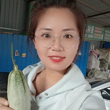 博洋61甜瓜