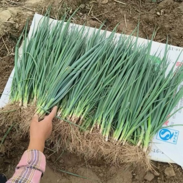 长百大葱苗，质量保障
