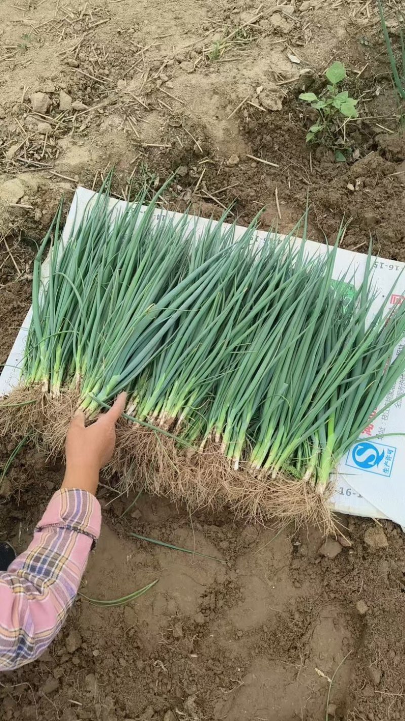 长百大葱苗，质量保障