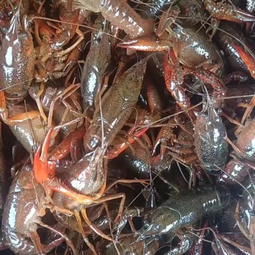 湖北潜江小龙虾批发每天更新价格欢迎随时联系订购