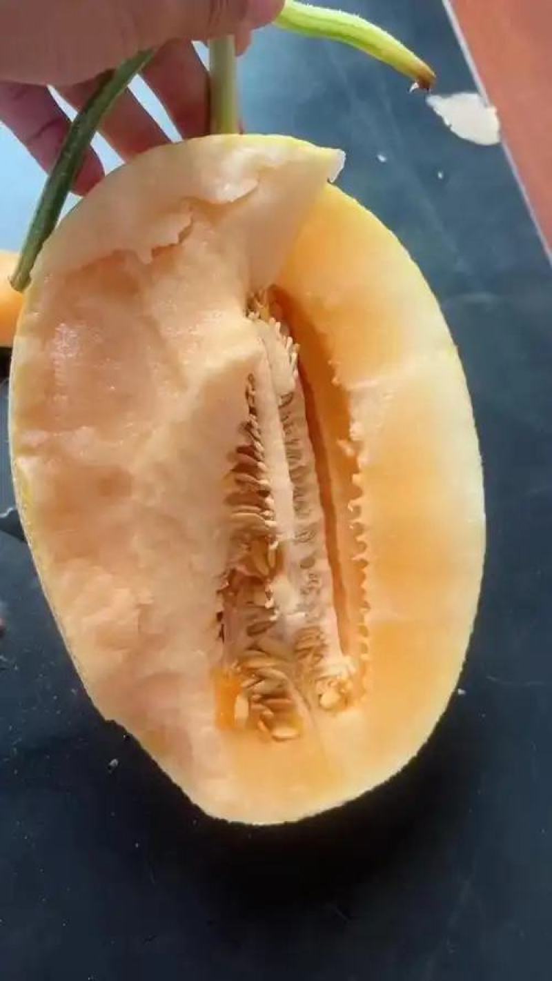 山东莘县黄哈密瓜.俗称黄25，对接电商商标，产地直采