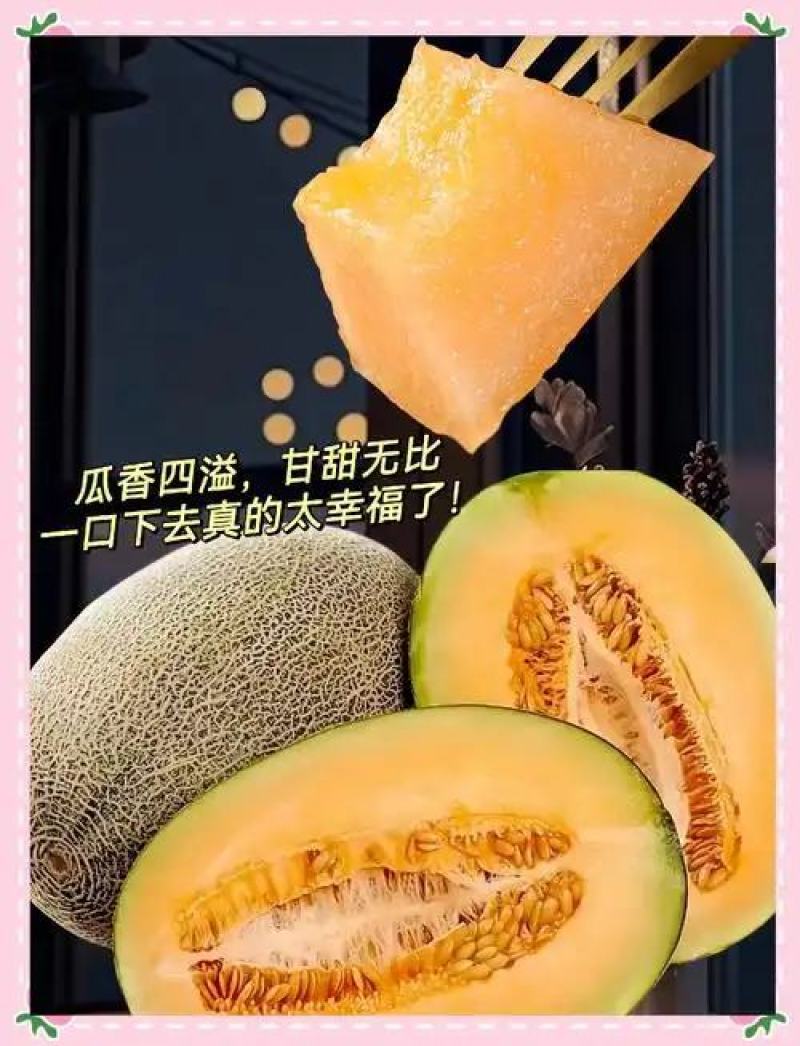 山东莘县黄哈密瓜.俗称黄25，对接电商商标，产地直采