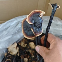 精品金边竹灵芝，一手货源自产自销，品质保证，规格齐全代发全国