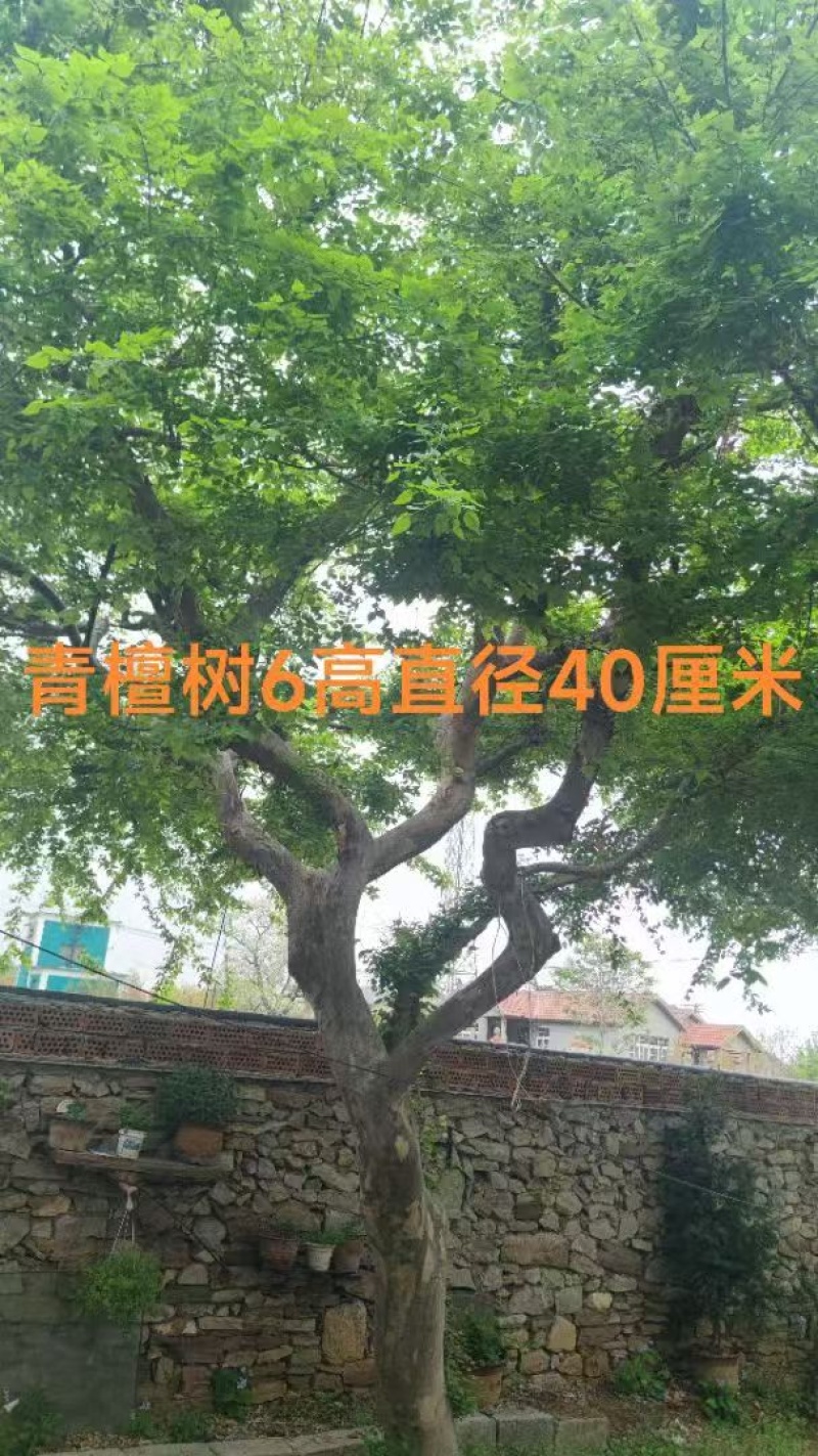 山东青檀树摇钱树量大价优品种齐全规格多价格可谈
