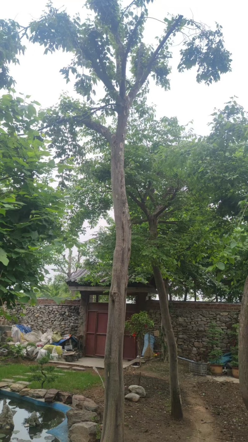 山东青檀树摇钱树量大价优品种齐全规格多价格可谈