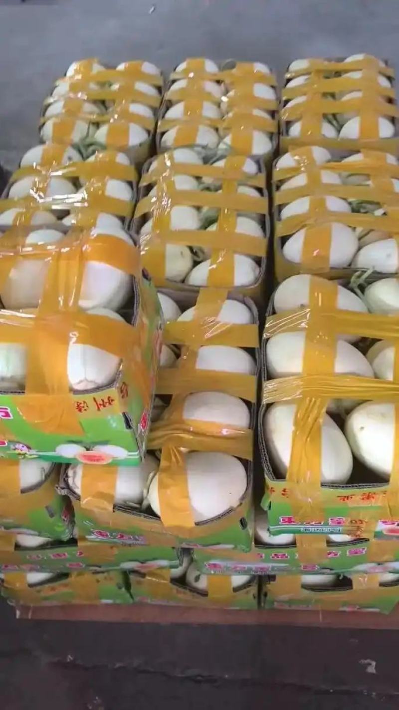 山东莘县东方蜜甜瓜，红金蜜甜瓜，俗称小白瓜，产地直采