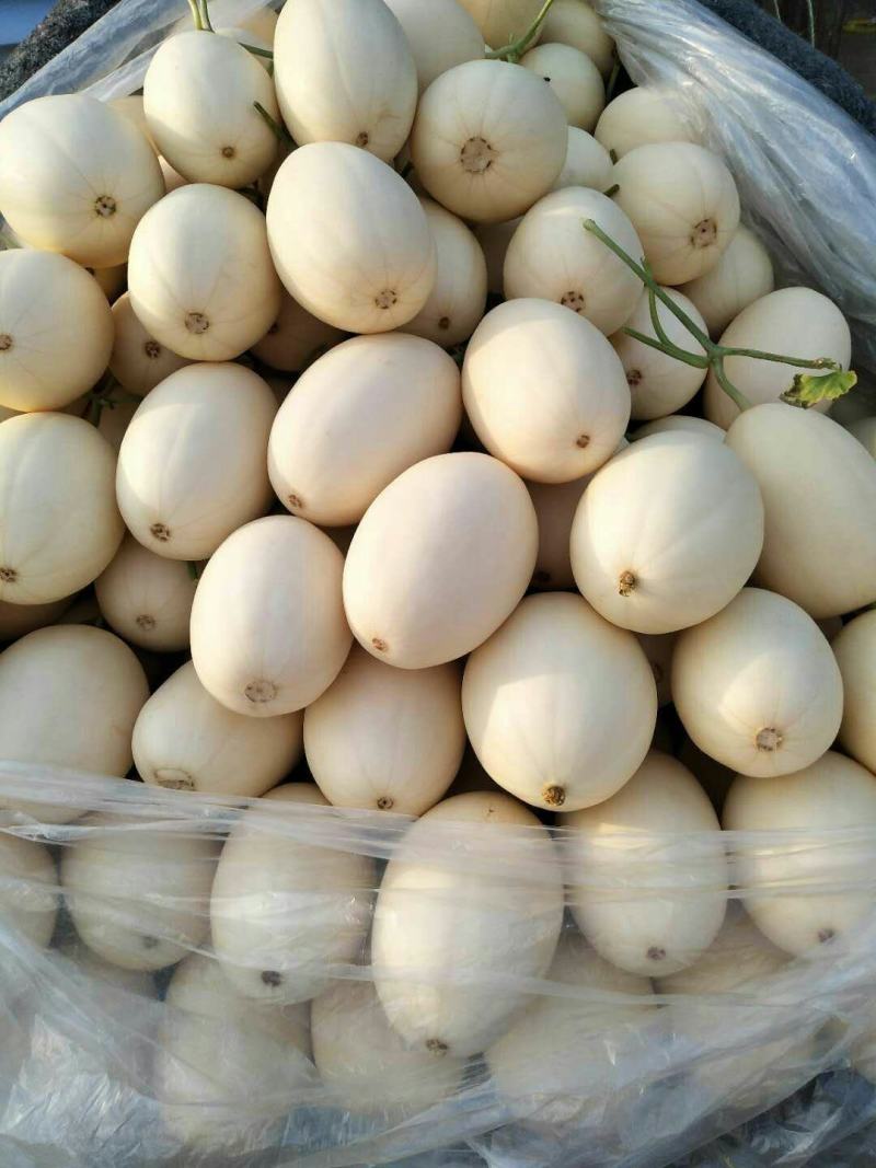 山东莘县东方蜜甜瓜，红金蜜甜瓜，俗称小白瓜，产地直采