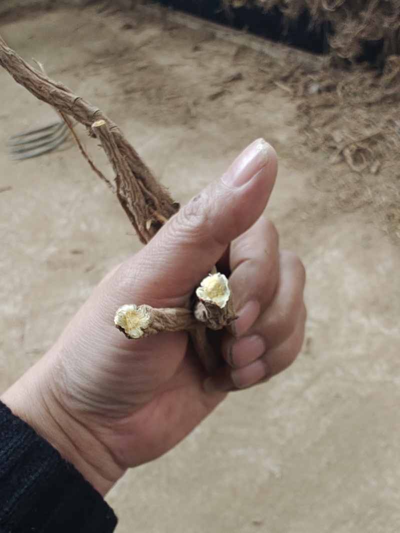重庆干前胡，两吨起批，产地直供，品质保证。