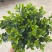 160栀子花