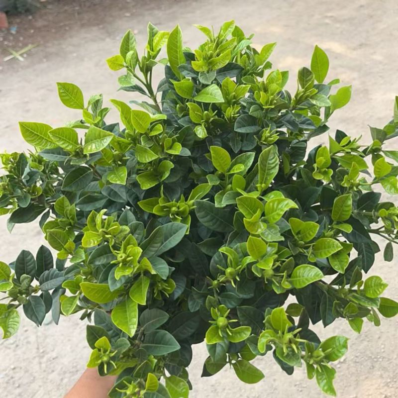 160栀子花