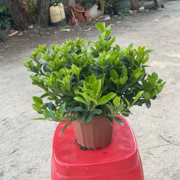 230栀子花