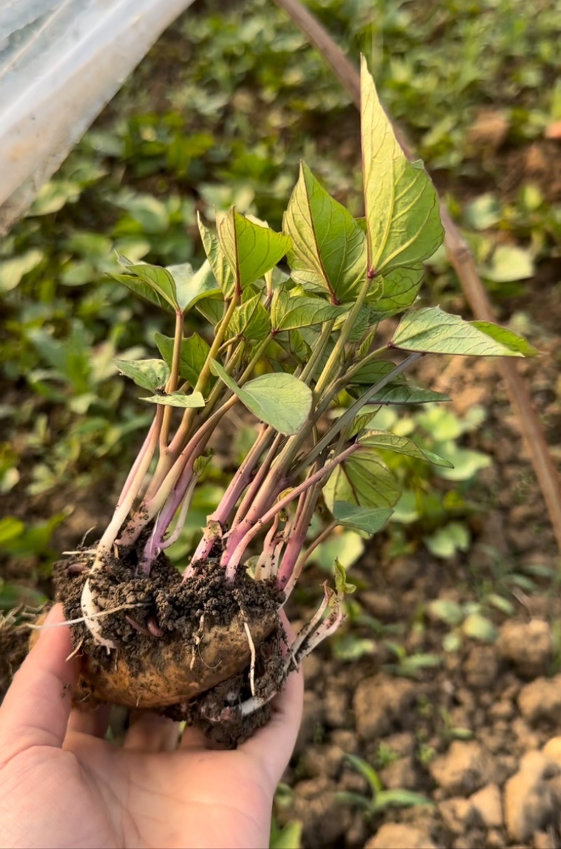 高产番薯苗红薯苗地瓜秧山芋苗