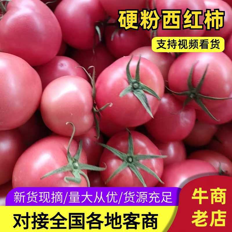 山东莘县硬粉沙瓤西红柿品质保证服务周到产地直发