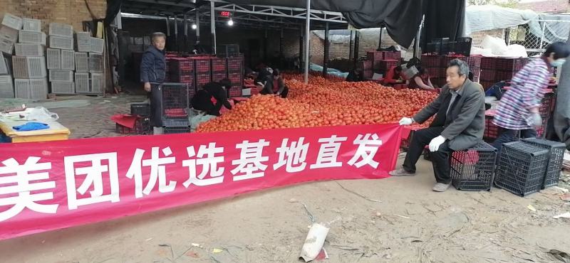 山东莘县硬粉沙瓤西红柿品质保证服务周到产地直发