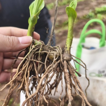 白芨苗四川中药材种植基地白芨种植基地批发价格实惠