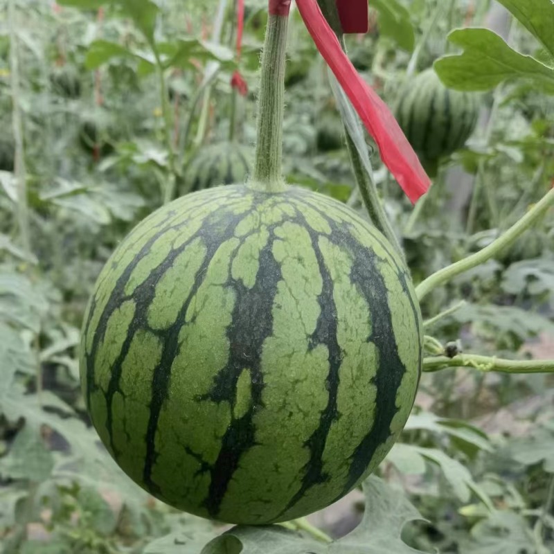 精品小糖丸西瓜，2k，货源充足，电商团购市场代发