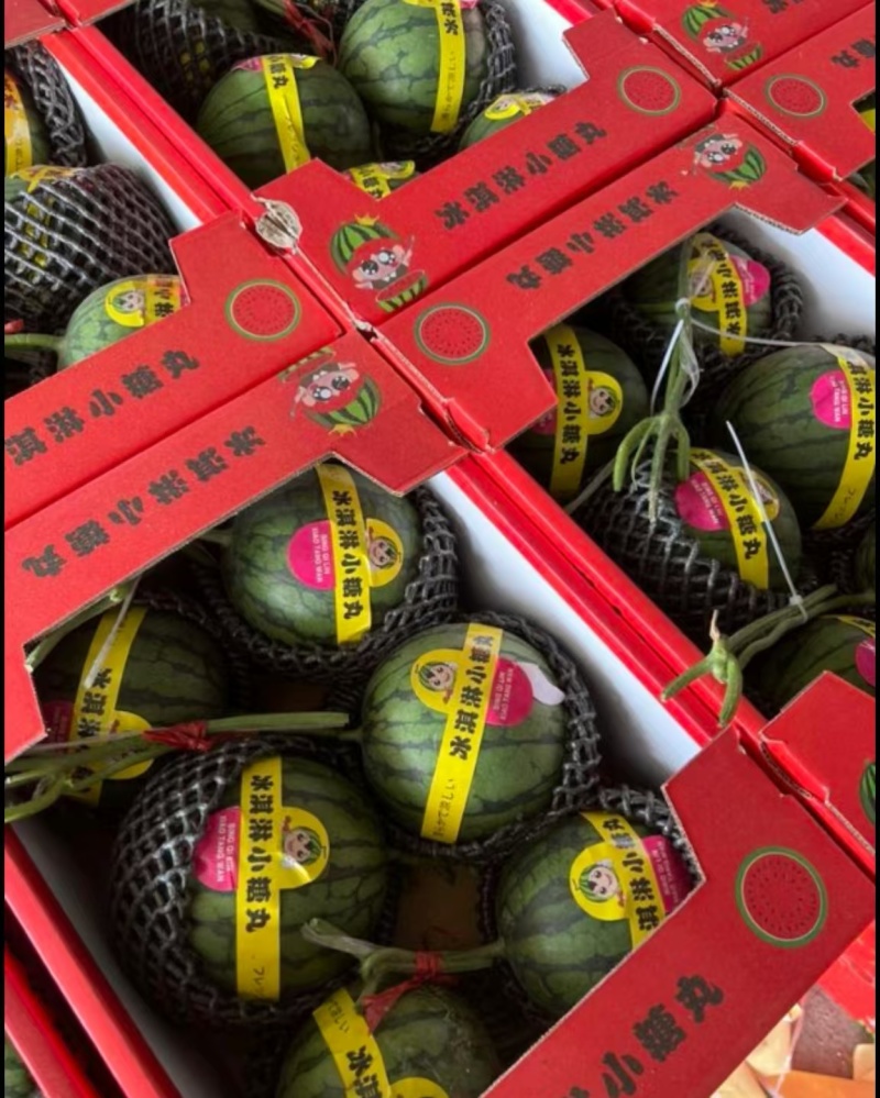 精品小糖丸西瓜，2k，货源充足，电商团购市场代发