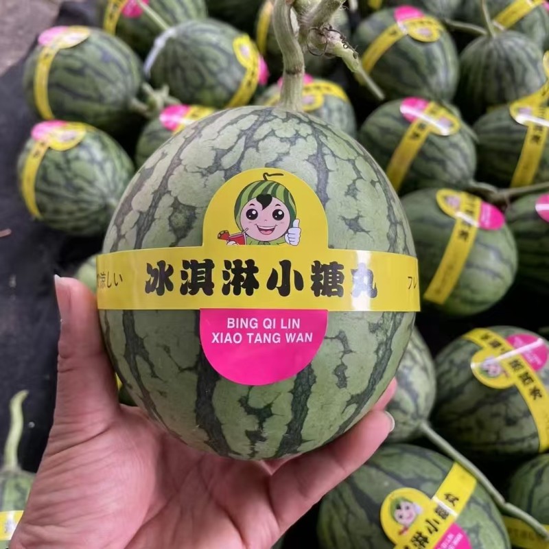 精品小糖丸西瓜，2k，货源充足，电商团购市场代发