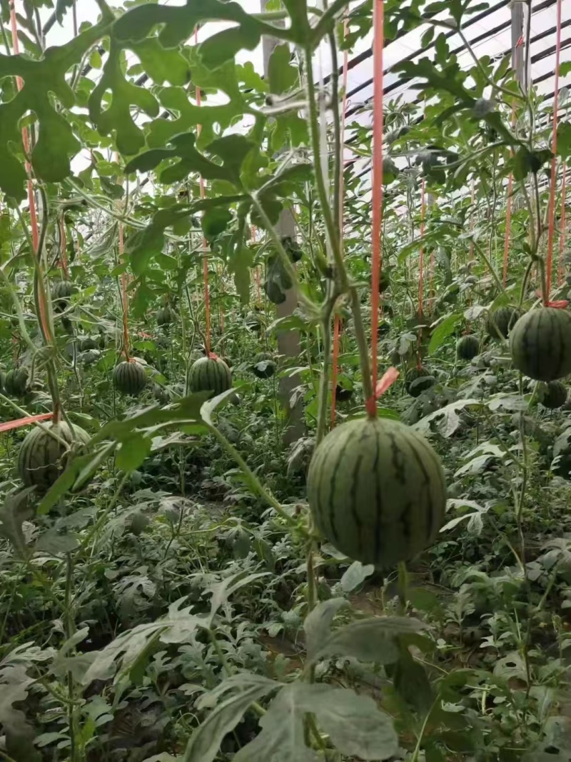 精品小糖丸西瓜，2k，货源充足，电商团购市场代发