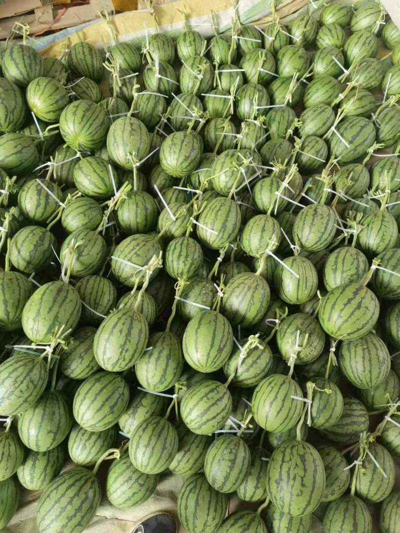 精品小糖丸西瓜，2k，货源充足，电商团购市场代发