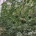 精品小糖丸西瓜，2k，货源充足，电商团购市场代发