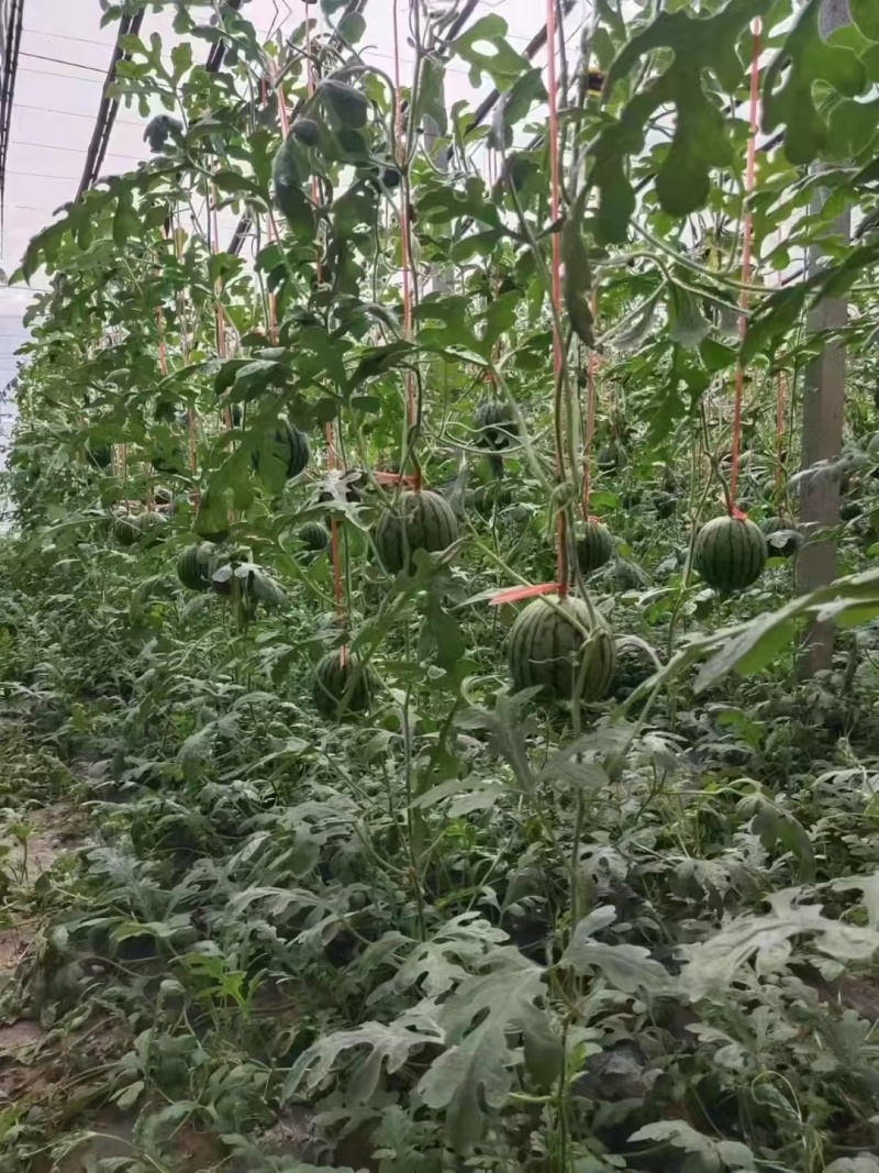 精品小糖丸西瓜，2k，货源充足，电商团购市场代发
