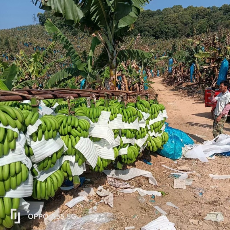 精品香蕉，货源充足，价格便宜，全国发货，规格齐全