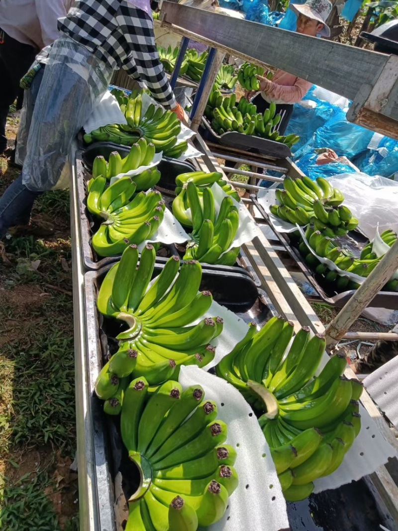 精品香蕉，货源充足，价格便宜，全国发货，规格齐全