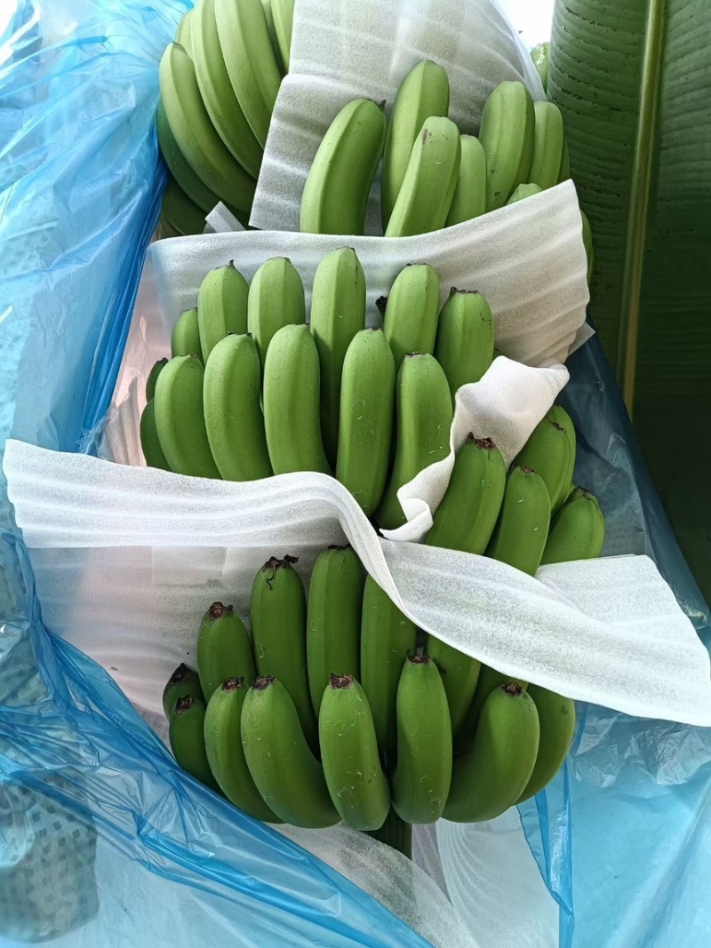 精品香蕉，货源充足，价格便宜，全国发货，规格齐全